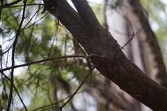 Cyathodes glauca