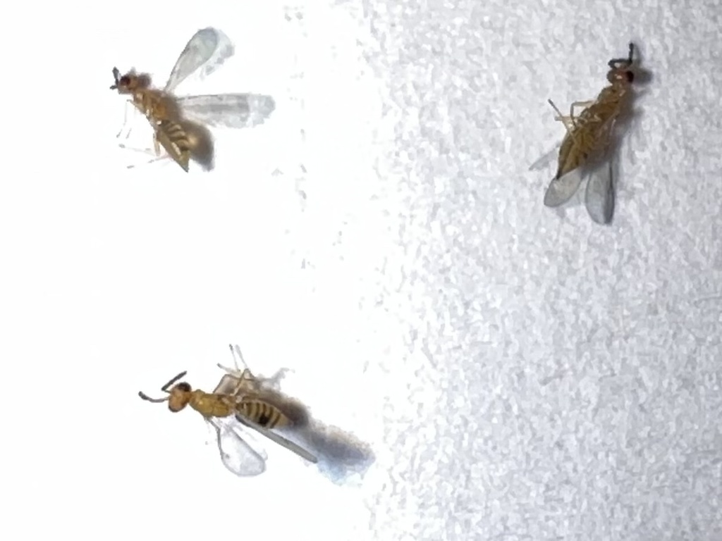 Miotropis