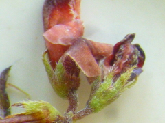 Indigofera psoraloides