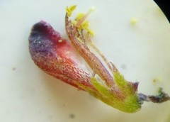 Indigofera psoraloides