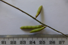 Indigofera psoraloides