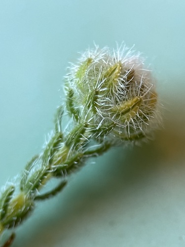Image of Erica senilis by (c) Charleen Brunke, some rights reserved (CC BY)