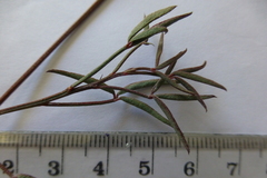 Indigofera psoraloides
