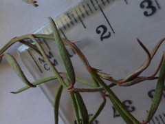 Indigofera psoraloides