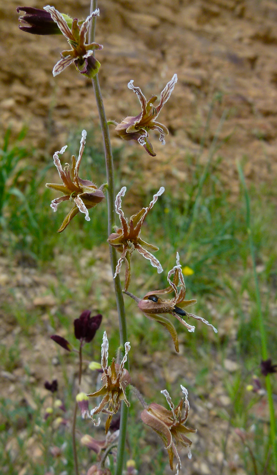 Caulanthus lemmonii