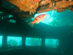 Bodianus unimaculatus