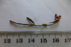 Indigofera psoraloides