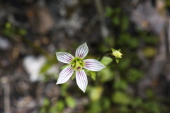 Gentianella grisebachii