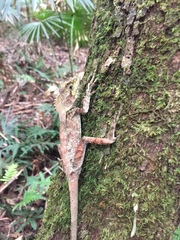 Lophosaurus spinipes