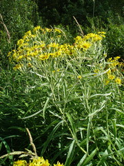 Jacobaea paludosa lanata