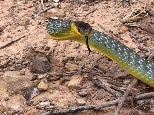 Common Tree Snake sighting
