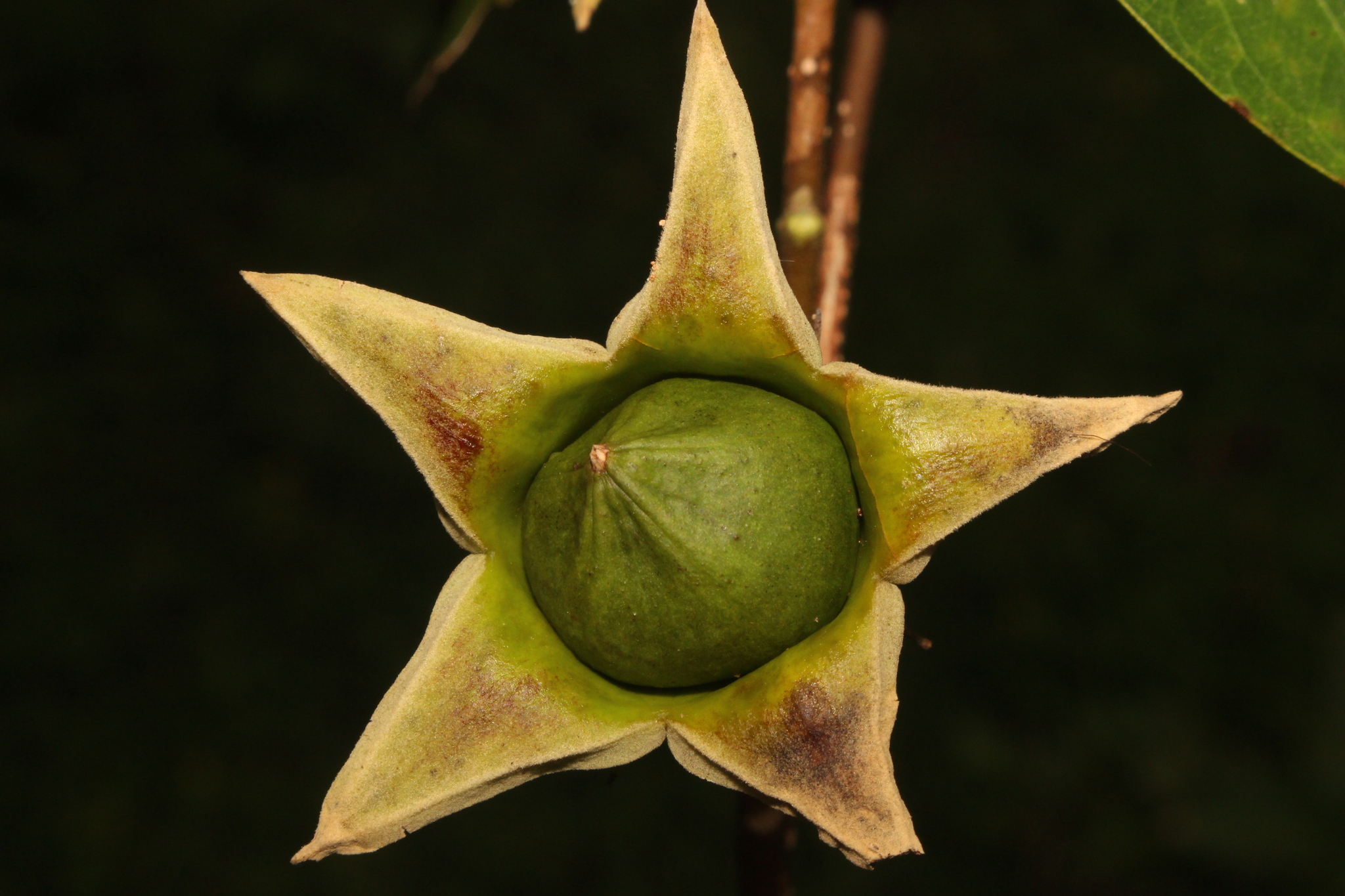 Hibiscus grewiifolius — ảnh 2