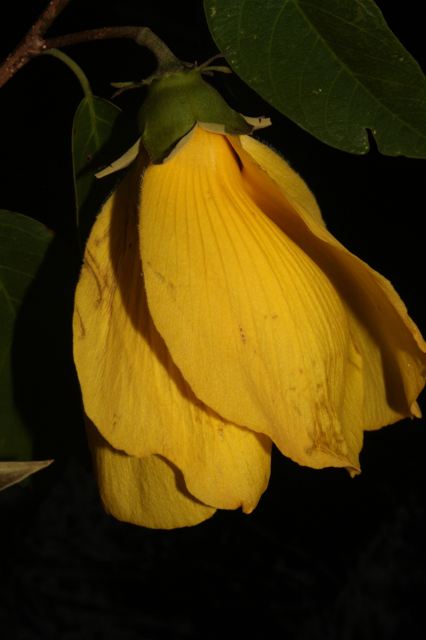 Hibiscus grewiifolius — ảnh 3