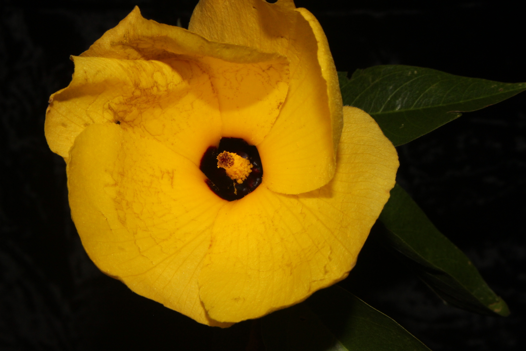 Hibiscus grewiifolius (Hibiscus grewiifolius)