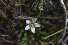 Gentianella grisebachii
