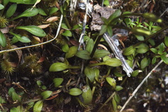 Gentianella grisebachii