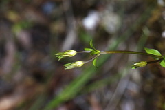Gentianella grisebachii