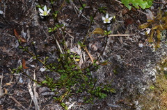 Gentianella grisebachii