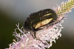 Protaetia cuprea