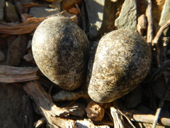 Charadrius tricollaris