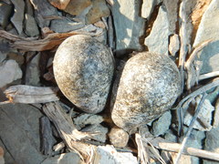 Charadrius tricollaris