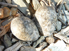 Charadrius tricollaris