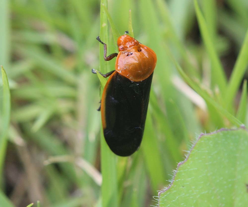 Leptataspis fulviceps