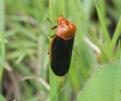 Leptataspis fulviceps