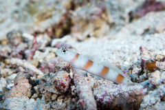Flag-Tail Shrimp-Goby photo 2