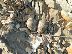Charadrius tricollaris