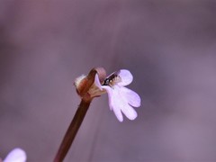 Stylidium pedunculatum