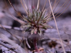 Stylidium pedunculatum
