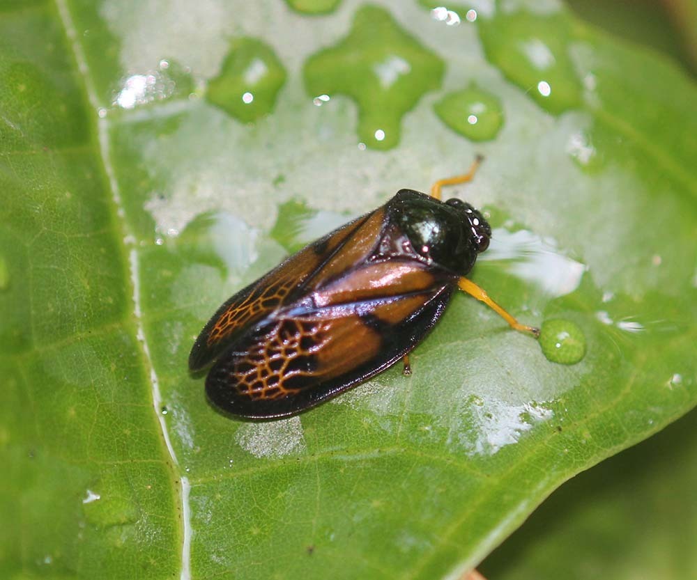 Leptataspis ophir