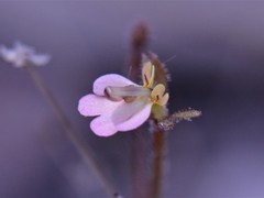Stylidium schizanthum
