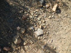 Charadrius tricollaris