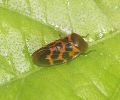 Leptataspis rotundata