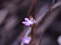 Stylidium schizanthum