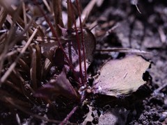 Stylidium schizanthum