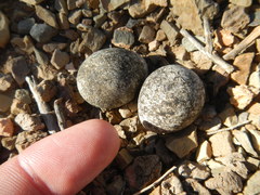 Charadrius tricollaris