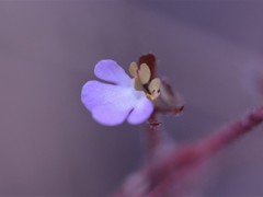 Stylidium schizanthum