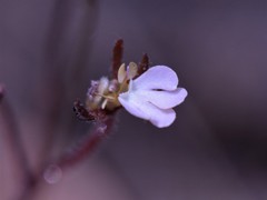 Stylidium schizanthum