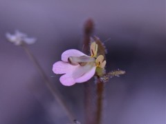 Stylidium schizanthum