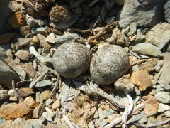 Charadrius tricollaris