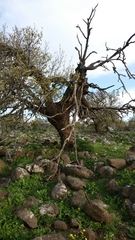 Quercus ithaburensis