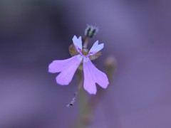 Stylidium ensatum