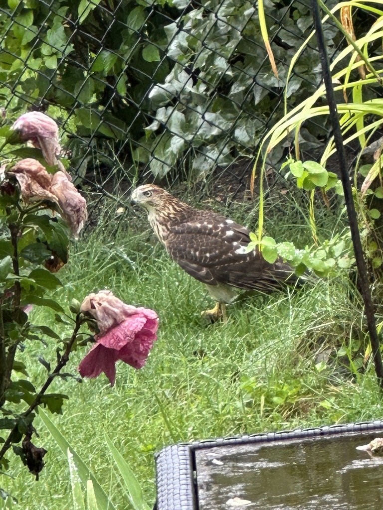 Cooper's Hawk from Holbrook Ave, Lowell, MA, US on August 25, 2023 at