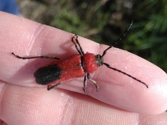 Crossidius coralinus