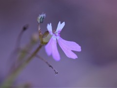 Stylidium ensatum