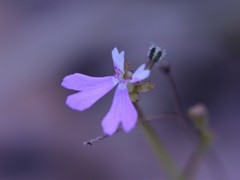 Stylidium ensatum