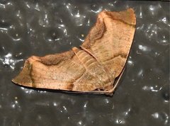 Achrosis incitata